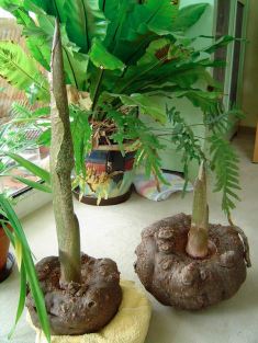 Amorphophallus Konjac fytro patatas